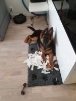 vom Trojangold, hodowla Owczarków Niemieckich Długowłosych