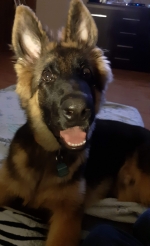 vom Trojangold, hodowla Owczarków Niemieckich Długowłosych