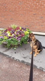 vom Trojangold, hodowla Owczarków Niemieckich Długowłosych