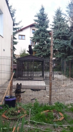 vom Trojangold, hodowla Owczarków Niemieckich Długowłosych