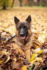 vom Trojangold, hodowla Owczarków Niemieckich Długowłosych