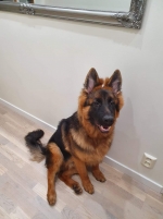 vom Trojangold, hodowla Owczarków Niemieckich Długowłosych