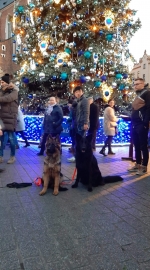 vom Trojangold, hodowla Owczarków Niemieckich Długowłosych