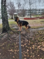 vom Trojangold, hodowla Owczarków Niemieckich Długowłosych