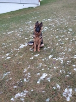 vom Trojangold, hodowla Owczarków Niemieckich Długowłosych