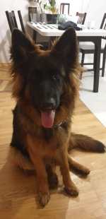 vom Trojangold, hodowla Owczarków Niemieckich Długowłosych