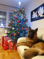 vom Trojangold, hodowla Owczarków Niemieckich Długowłosych