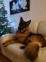 vom Trojangold, hodowla Owczarków Niemieckich Długowłosych