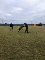 vom Trojangold, hodowla Owczarków Niemieckich Długowłosych