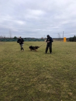 vom Trojangold, hodowla Owczarków Niemieckich Długowłosych