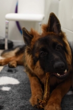 vom Trojangold, hodowla Owczarków Niemieckich Długowłosych