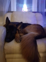 vom Trojangold, hodowla Owczarków Niemieckich Długowłosych