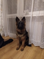 vom Trojangold, hodowla Owczarków Niemieckich Długowłosych