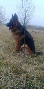 vom Trojangold, hodowla Owczarków Niemieckich Długowłosych