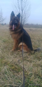 vom Trojangold, hodowla Owczarków Niemieckich Długowłosych