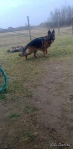 vom Trojangold, hodowla Owczarków Niemieckich Długowłosych