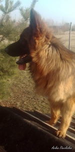 vom Trojangold, hodowla Owczarków Niemieckich Długowłosych