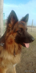 vom Trojangold, hodowla Owczarków Niemieckich Długowłosych