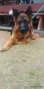 vom Trojangold, hodowla Owczarków Niemieckich Długowłosych