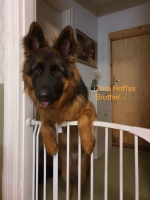 vom Trojangold, hodowla Owczarków Niemieckich Długowłosych