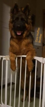 vom Trojangold, hodowla Owczarków Niemieckich Długowłosych