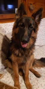 vom Trojangold, hodowla Owczarków Niemieckich Długowłosych