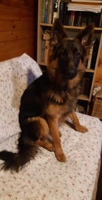 vom Trojangold, hodowla Owczarków Niemieckich Długowłosych