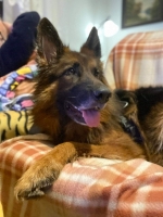 vom Trojangold, hodowla Owczarków Niemieckich Długowłosych