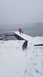 vom Trojangold, hodowla Owczarków Niemieckich Długowłosych