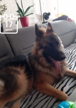 vom Trojangold, hodowla Owczarków Niemieckich Długowłosych