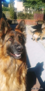 vom Trojangold, hodowla Owczarków Niemieckich Długowłosych