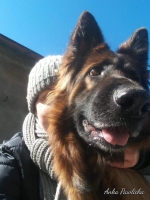 vom Trojangold, hodowla Owczarków Niemieckich Długowłosych