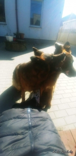 vom Trojangold, hodowla Owczarków Niemieckich Długowłosych