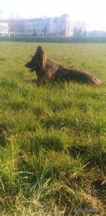 vom Trojangold, hodowla Owczarków Niemieckich Długowłosych