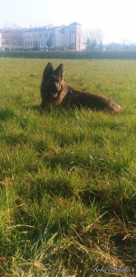 vom Trojangold, hodowla Owczarków Niemieckich Długowłosych