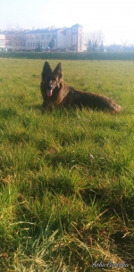 vom Trojangold, hodowla Owczarków Niemieckich Długowłosych