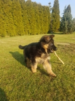 vom Trojangold, hodowla Owczarków Niemieckich Długowłosych