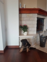 vom Trojangold, hodowla Owczarków Niemieckich Długowłosych