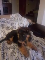 vom Trojangold, hodowla Owczarków Niemieckich Długowłosych