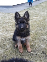 vom Trojangold, hodowla Owczarków Niemieckich Długowłosych