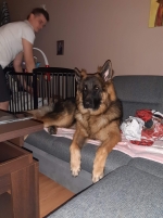 vom Trojangold, hodowla Owczarków Niemieckich Długowłosych