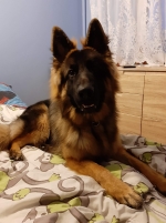 vom Trojangold, hodowla Owczarków Niemieckich Długowłosych