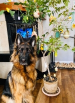 vom Trojangold, hodowla Owczarków Niemieckich Długowłosych