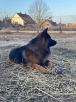 vom Trojangold, hodowla Owczarków Niemieckich Długowłosych