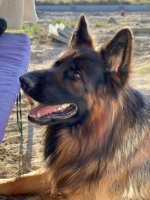 vom Trojangold, hodowla Owczarków Niemieckich Długowłosych