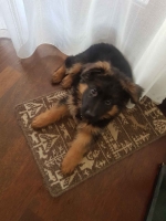 vom Trojangold, hodowla Owczarków Niemieckich Długowłosych