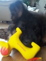 vom Trojangold, hodowla Owczarków Niemieckich Długowłosych