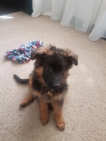 vom Trojangold, hodowla Owczarków Niemieckich Długowłosych