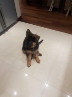 vom Trojangold, hodowla Owczarków Niemieckich Długowłosych