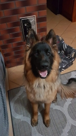 vom Trojangold, hodowla Owczarków Niemieckich Długowłosych